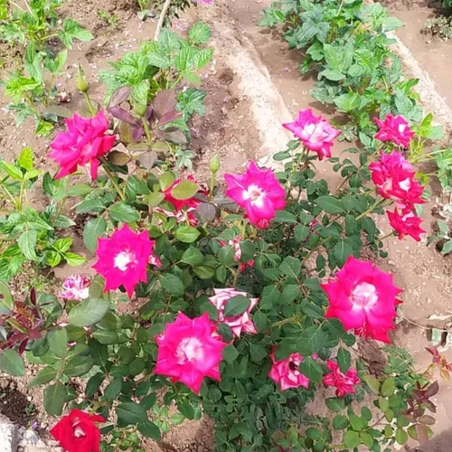 تصویر 2 - اقامتگاه بوم‌گردی بوم‌گردی نابای  در کاشمر