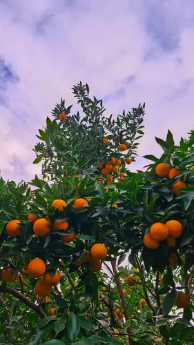 تصویر 42 - کلبه باغ لترنسا با جکوزی در  رامسر