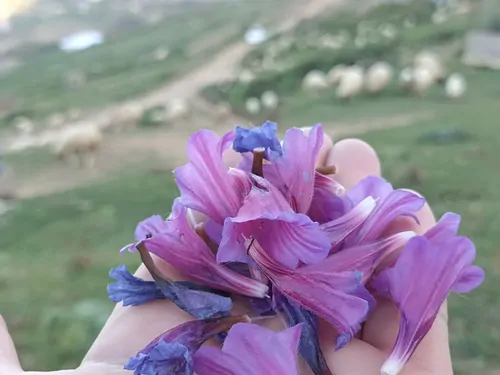 تصویر 5 - کلبه کوهستانی لاکچری در  اسالم