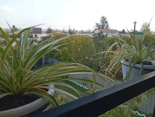 تصویر 26 - کلبه قاصدک در ماسال