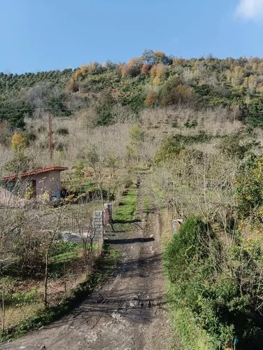 تصویر 24 - ویلا جنگلی سبز رانکوه (1) در  املش