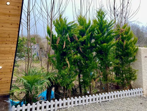 تصویر 13 - کلبه سوییسی سولین  در  نمک آبرود