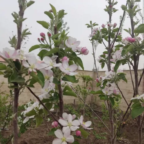 تصویر 15 - ویلا باغ رویا در  سهیلیه
