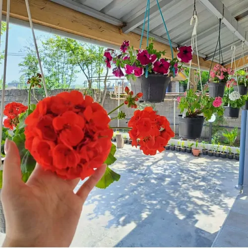 تصویر 5 - ویلا دوبلکس کلاچای در  کلاچای