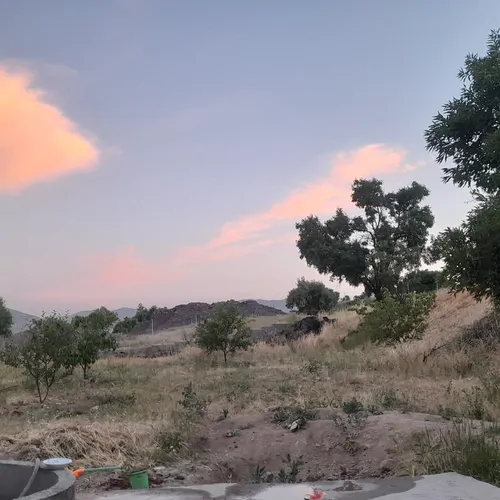 تصویر 4 - سوییت گل بابونه در سقز