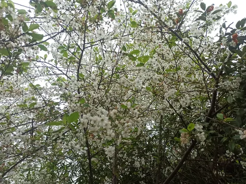 تصویر 10 - کلبه سوئیسی دنج باغ پرتقال در نشتارود