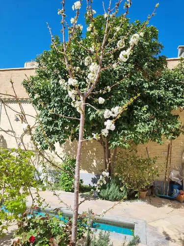 تصویر 9 - خانه مبله حوض نقاشی در  اصفهان