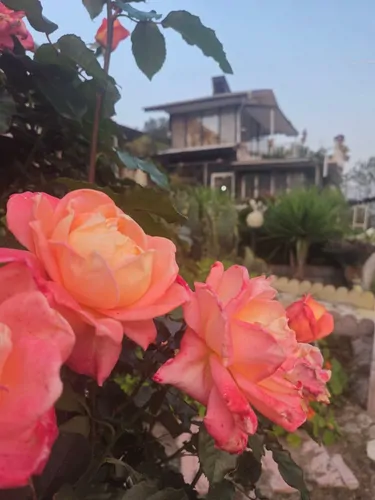 تصویر 20 - ویلا نیلوفر آبی در لنگرود