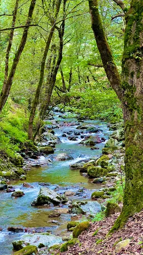 تصویر 23 - ویلا جنگلی در ماسال