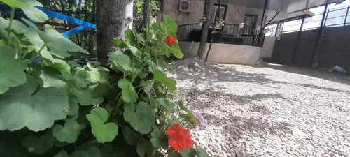 تصویر 18 - ویلا نُقلی وارِش در فومن