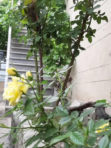 تصویر 3 - خانه چهاربرج در مشهد