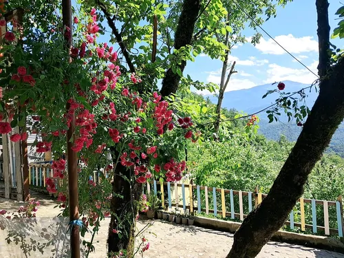 تصویر 50 - کلبه دوبلکس جنگلی جکوزی دار محمد  در  لفور