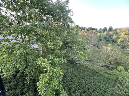 تصویر 24 - ویلا سوییسی چای در لاهیجان