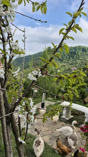 تصویر 21 - کلبه بلوط (۱) با جکوزی در رامسر