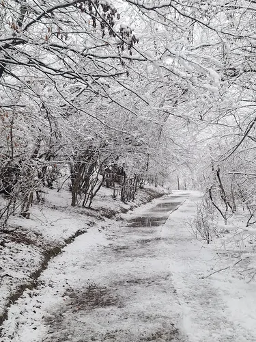 تصویر 16 - کلبه آفتابگردان با وان جکوزی در  سوادکوه