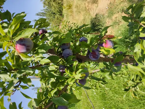تصویر 2 - روستایی و عشایری خانه باغ انگور دلنشین  در تبریز