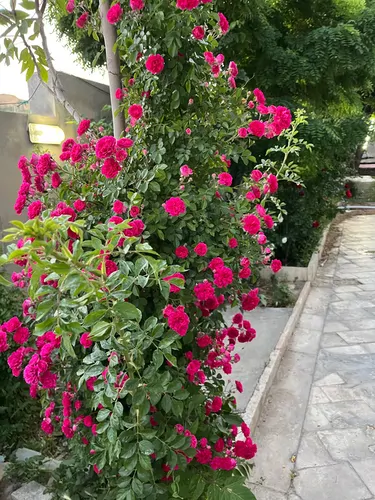 تصویر 9 - ویلا  مهرگان در  محلات