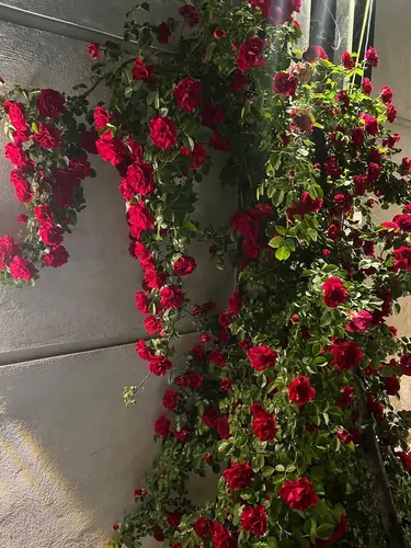 تصویر 20 - ویلا باغ استخردار آبگرم مافیا در  چهارباغ