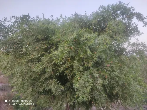 تصویر 5 - ویلا ویلا باغ ۴۸۰۰ متری با پارکینگ در  ورامین