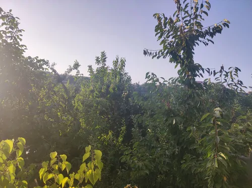 تصویر 4 - ویلا باغ دنج ،مکانی ییلاقی در دل طبیعت در شاندیز