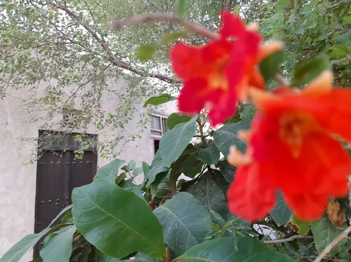 تصویر 4 - اقامتگاه بومگردی نچیدار در قشم