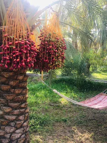 تصویر 4 - اقامتگاه بوم‌گردی ترنج (اتاق گلبهار) در بم