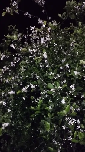 تصویر 2 - ویلا ویلای یاس در چابکسر