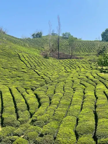 تصویر 19 - ویلا سرای بهشت در رشت