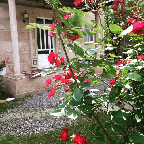 تصویر 19 - ویلا جنگلی زرهون در  قلعه‌رودخان 