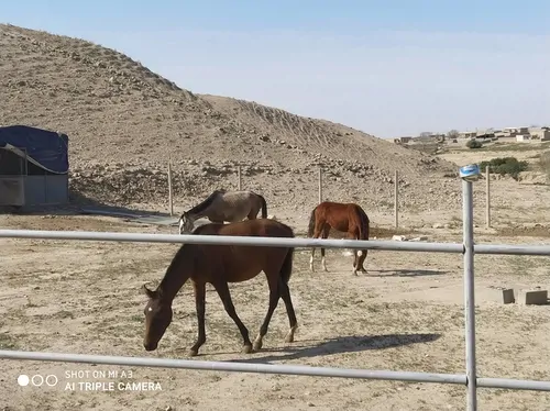 تصویر 3 - اقامتگاه بومگردی آتلان یورت-کاهگلی ۲ در مراوه تپه