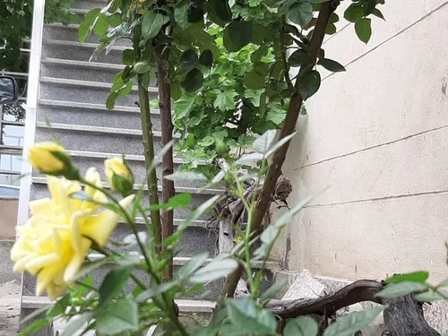 تصویر 5 - خانه چهاربرج در  مشهد