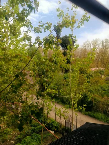 تصویر 25 - کلبه چوبی الین در  ماسال