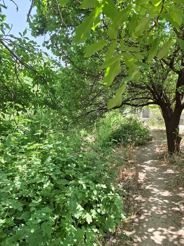تصویر 5 - ویلا دلنشین ، سر سبز ، ویلایی ، خنک در  یاسوج