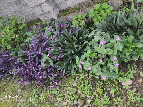 تصویر 18 - خانه نیازی در  قلعه‌رودخان 