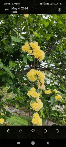 تصویر 2 - ویلا باغ ویلای ساحلی در منطقه آزاد کاسپین  در زیبا کنار
