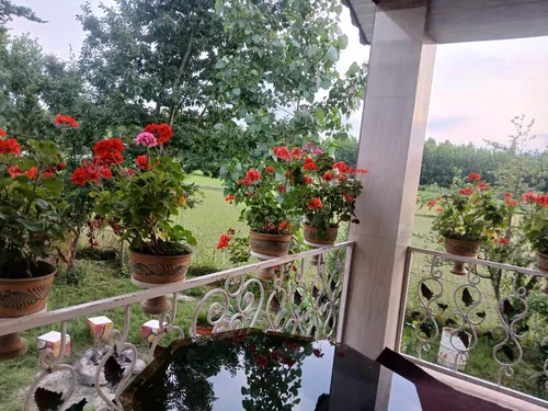 تصویر 9 - ویلا مهر در  ماسال