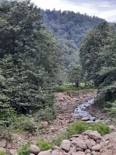 تصویر 14 - کلبه چوبی جنگلی آریالفور  در  شیرگاه