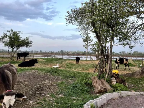 تصویر 17 - ویلا خیرخواه در  ماسال