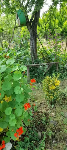 تصویر 12 - ویلا جنگلی شقایق با ویوی عالی در لنگرود