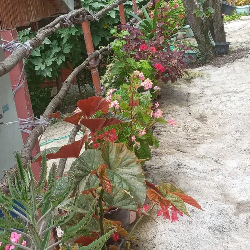 تصویر 28 - کلبه چوبی‌ وارش در  ماسال