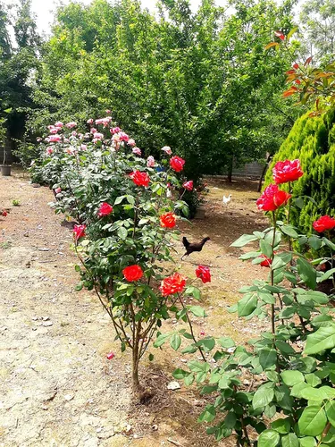 تصویر 20 - ویلا جنگلی مهرداد در ماسال