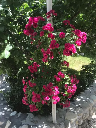 تصویر 26 - ویلا استخر روباز آبسرد با آلاچیق در کردان
