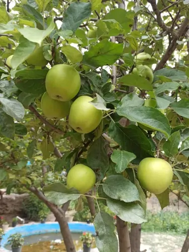 تصویر 15 - اقامتگاه بوم‌گردی باران در  آزادشهر
