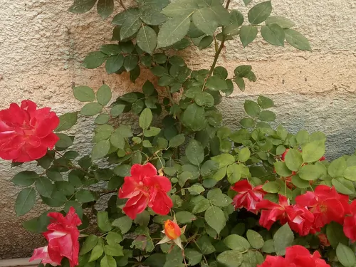 تصویر 6 - اقامتگاه بوم‌گردی باباخداداد(اتاق2) در  مانه و سملقان