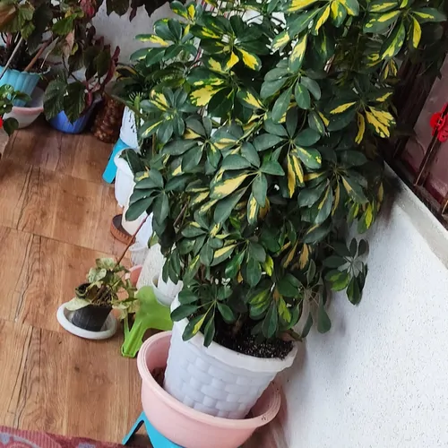 تصویر 2 - خانه خانه مسکونی در پره‌سر