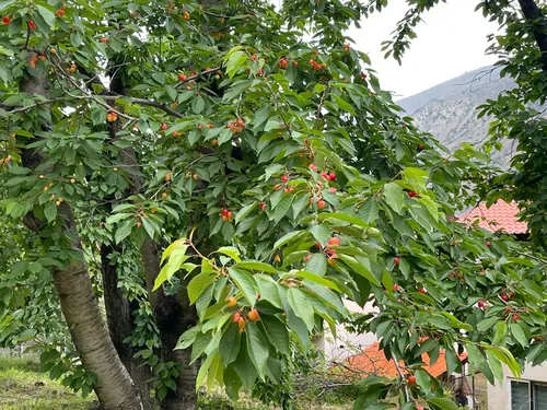 تصویر 10 - ویلا گیلاس شانا (واحد ۳) در کجور