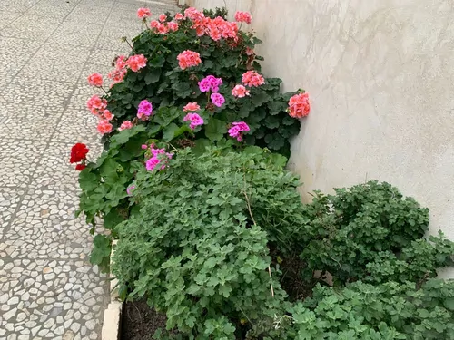 تصویر 20 - ویلا آیهان در اسالم