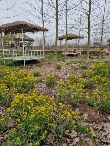 تصویر 20 - اقامتگاه بوم‌گردی دیلمای (باغ ریحان) در  لاهیجان