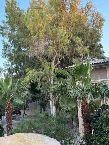 تصویر 11 - آپارتمان مبله کیامید صدف  در  کیش