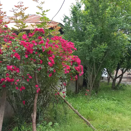 تصویر 3 - ویلا محمد طاها در ماسال
